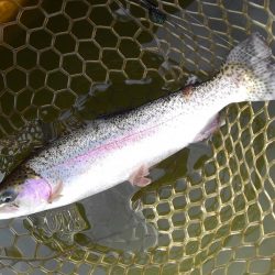 大安トラウトレイク釣果